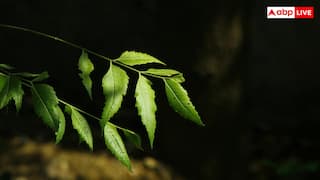 घर पर ऐसे बनाएं नीम का साबुन, स्किन से जुड़ी हर समस्या हो जाएगी दूर