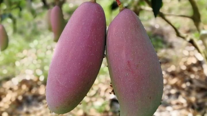 लगभग 3 से 4 साल की अच्छी देखभाल के बाद आपका पेड़ पूरी तरह फलों से लदने के लिए तैयार हो जाएगा. जब आपके फार्म हाउस के पेड़ों पर 2 किलो के विशालकाय आम लटकेंगे तो आपके फार्म की रौनक और वैल्यू दोनों ही कई गुना बढ़ जाएगी.