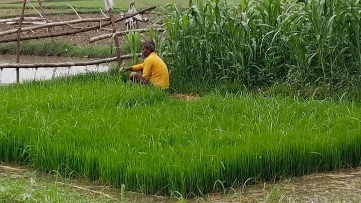एक बार जब आपकी नर्सरी 21 से 25 दिनों की हो जाए तब पौधे मुख्य खेत में रोपाई के लिए पूरी तरह तैयार हो जाते हैं. अगर आप बताए गए बीज और पानी के सटीक फॉर्मूले को अपनाते हैं तो आप बहुत ही कम लागत में एक बेहतरीन और शानदार फसल पा सकते हैं.