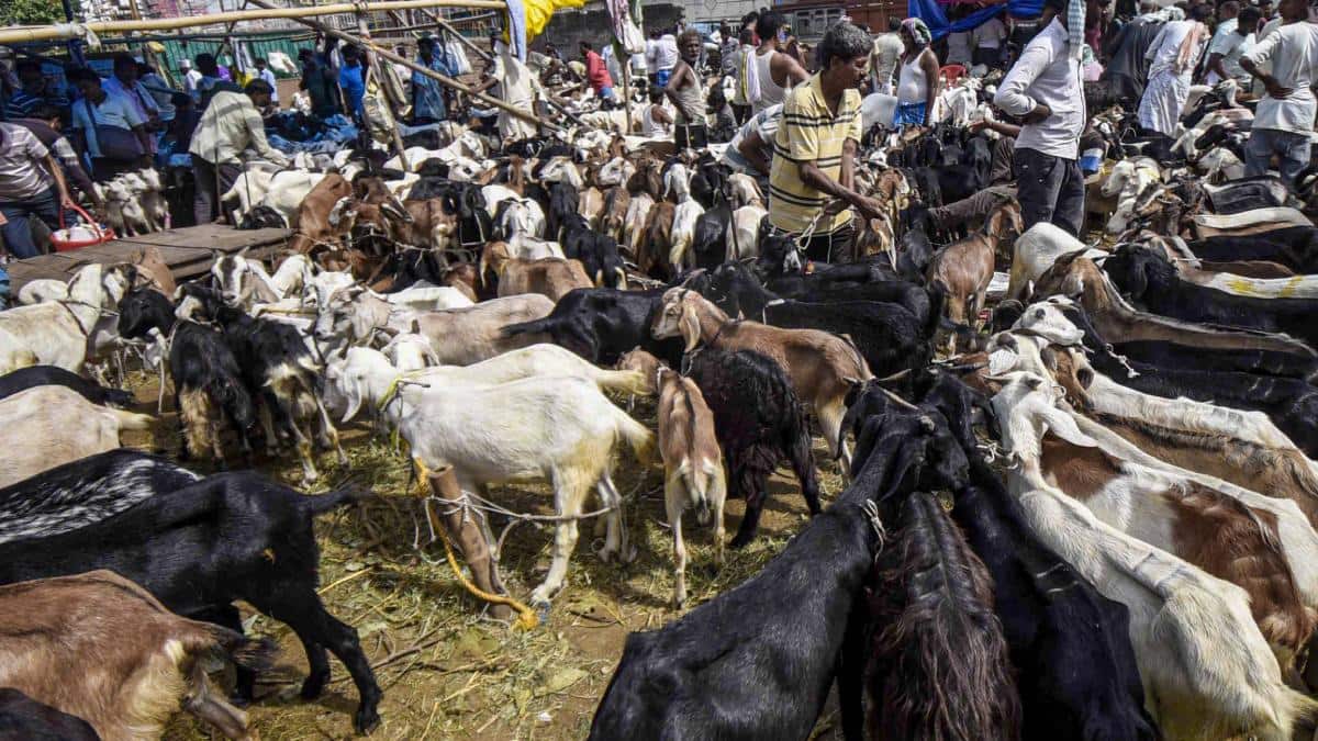 Bakrid 2026: पटना में बकरीद पर तोतापरी से लेकर बाबरी नस्ल की मांग, व्यापारी बोले, 'आमदनी अच्छी क्योंकि...'