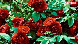 Rose Plant Care: जल्दी सूख जाता है गुलाब का पौधा? इन ट्रिक्स के साथ सालों साल महकेगा आंगन