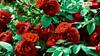 Rose Plant Care: जल्दी सूख जाता है गुलाब का पौधा? इन ट्रिक्स के साथ सालों साल महकेगा आंगन