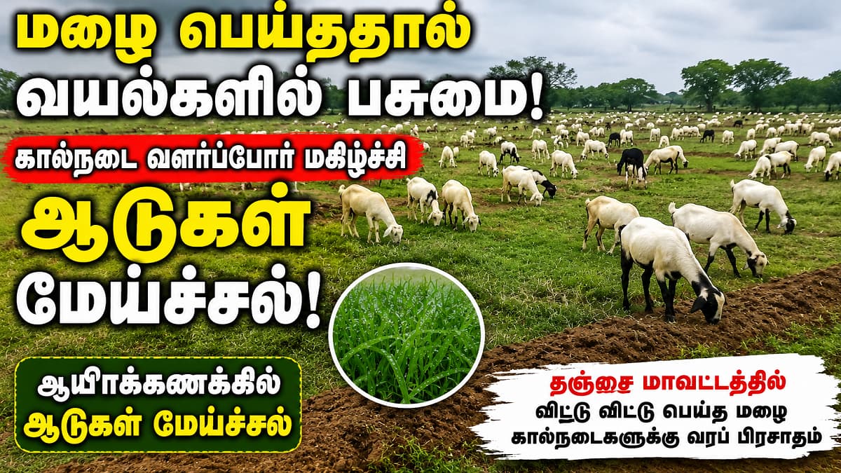 மழை சாரலில் மீண்ட பசுமை... மேய்ச்சலில் மூழ்கிய ஆயிரம் ஆடுகள்! கால்நடை வளர்ப்போரின் முகத்தில் மலர்ந்த மகிழ்ச்சி