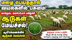 மழை சாரலில் மீண்ட பசுமை... மேய்ச்சலில் மூழ்கிய ஆயிரம் ஆடுகள்! கால்நடை வளர்ப்போரின் முகத்தில் மலர்ந்த மகிழ்ச்சி