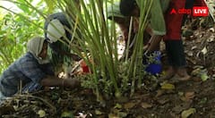 Turmeric Farming Tips : फार्म हाउस में कैसे उगाएं हल्दी? इन खास तरीकों से सेहत और जेब दोनों हो जाएगी खुश