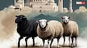Bakrid Qurbani: बकरीद में किन जानवरों की कुर्बानी जायज, क्यों गिने जाते है बकरे के दांत