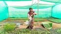 Smart hybrid farming model: तीन बीघा के खेत से भी होगी लाखों की कमाई, अपनाएं ये स्मार्ट हाइब्रिड मॉडल