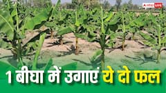 1 बीघा में होगी 40 हजार से 1 लाख तक की कमाई, अपने खेत में बो दें ये दो फल छप्पर फाड़कर बरसेगा पैसा