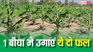 1 बीघा में होगी 40 हजार से 1 लाख तक की कमाई, अपने खेत में बो दें ये दो फल छप्पर फाड़कर बरसेगा पैसा