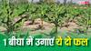 1 बीघा में होगी 40 हजार से 1 लाख तक की कमाई, अपने खेत में बो दें ये दो फल छप्पर फाड़कर बरसेगा पैसा