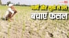 सूखते खेत और घटता पानी, इन स्मार्ट तरीकों से करें अपने खेत को हरा- नहीं बिगड़ेगी फसल