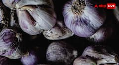 Garlic Farming Snowy Areas Tips: बर्फीले इलाकों में भी खेती कर कमा सकते हैं मुनाफा, इन टिप्स से स्नो में महकेगी लहसुन की खुशबू