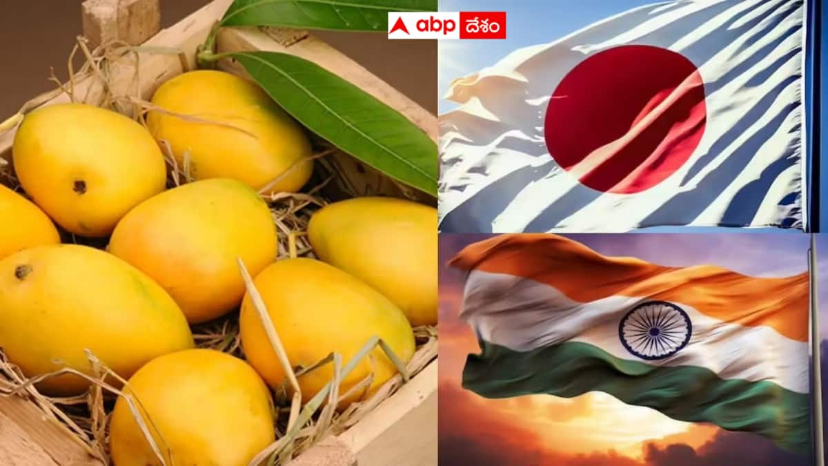 Japan bans Indian mangoes: భారతీయ మామిడిపై జపాన్ బ్యాన్ - 20 ఏళ్ల తర్వాత మళ్ళీ అదే సీన్.. ఎగుమతిదారుల్లో ఆందోళన!