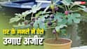 घर के गमले में आसानी से उगाएं कीमती अंजीर, गर्मियों की इस स्पेशल केयर से मिलेगा डबल फल