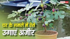 घर के गमले में आसानी से उगाएं कीमती अंजीर, गर्मियों की इस स्पेशल केयर से मिलेगा डबल फल
