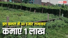 सिर्फ 30 हजार की लागत से लाख पार पहुंचेगा मुनाफा, किसानों के लिए लॉटरी साबित हो रही नेनुआ की ये खेती