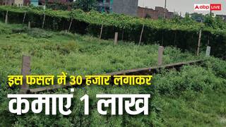 सिर्फ 30 हजार की लागत से लाख पार पहुंचेगा मुनाफा, किसानों के लिए लॉटरी साबित हो रही नेनुआ की ये खेती