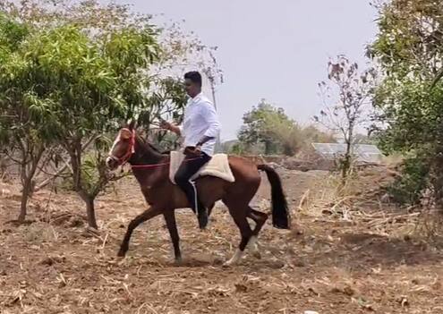 ज्यावेळी जावई क्रांतीसिंह राऊत यांनी प्रत्यक्षात पार्सल पाहिले, तेव्हा तिथे उभी असलेली सुंदर सिंधी जातीची घोडे पाहून त्यांचा आनंद गगनात मावेनासा झाला.
