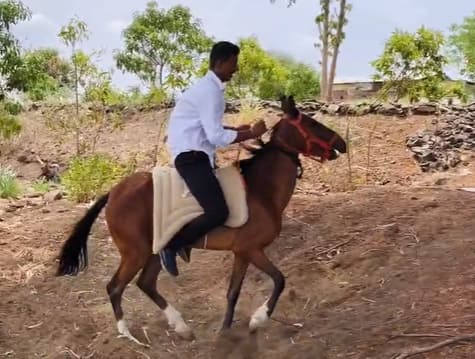 भूम तालुक्यातील ईट येथील जावई क्रांतीसिंह राऊत यांना त्यांचे सासरे विलास झांबरे यांनी धोंडे जेवणाची भेट म्हणून सिंधी जातीची घोडी दिली.