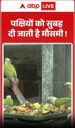 Viral Video: Birds Being Fed Seasonal Fruits in Early Morning Ritual Captures Attention