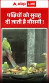 Viral Video: Birds Being Fed Seasonal Fruits in Early Morning Ritual Captures Attention