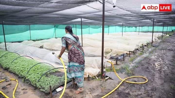 Smart Farming: ત્રણ વિઘા ખેતરમાં પણ થશે લાખોની કમાણી, અપનાવો આ સ્માર્ટ હાઇબ્રિડ મૉડલ