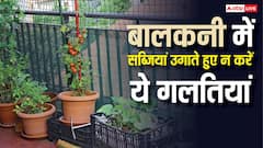 गार्डनिंग का शौक रखने वाले सावधान, छत-बालकनी में सब्जियां उगाते समय भूलकर भी न करें ये गलतियां