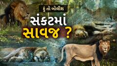 Hun To Bolish : હું તો બોલીશ : સંકટમાં સાવજ?