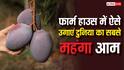 अपने फार्म हाउस में कैसे उगाएं दुनिया का सबसे महंगा मियाजाकी आम, थोड़ी सी मेहनत बना देगी लखपति
