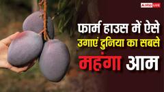 अपने फार्म हाउस में कैसे उगाएं दुनिया का सबसे महंगा मियाजाकी आम, थोड़ी सी मेहनत बना देगी लखपति