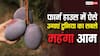अपने फार्म हाउस में कैसे उगाएं दुनिया का सबसे महंगा मियाजाकी आम, थोड़ी सी मेहनत बना देगी लखपति