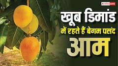 अपने फार्म हाउस पर उगाएं 'बेगम पसंद' आम, इसकी खुशबू ही कर देती है मदहोश