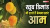 अपने फार्म हाउस पर उगाएं 'बेगम पसंद' आम, इसकी खुशबू ही कर देती है मदहोश