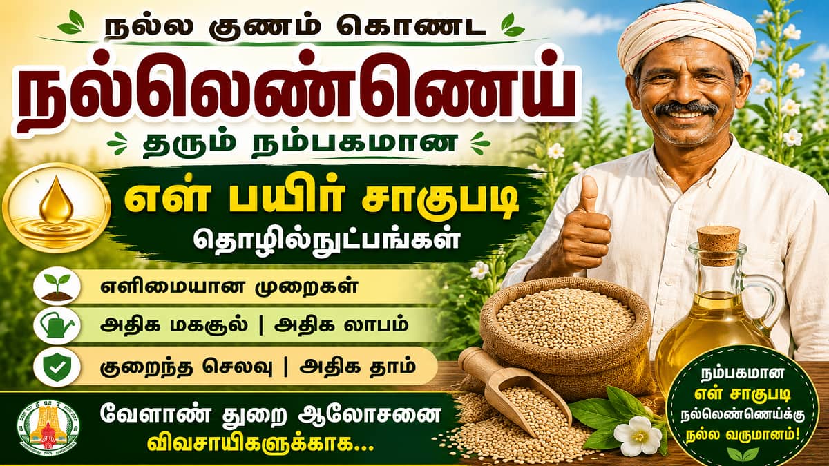 நல்லெண்ணெய்க்கு தரமான எள் விளைவிக்க என்ன செய்ய வேண்டும்?
