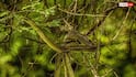 Flying Snake: क्या सच में होते हैं उड़ने वाले सांप, क्या इनमें भी होता है जहर?
