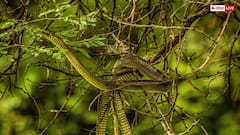 Flying Snake: क्या सच में होते हैं उड़ने वाले सांप, क्या इनमें भी होता है जहर?