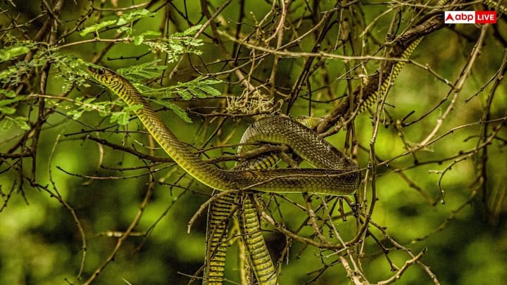 उड़ने वाले सांपों की सबसे खास बात यह है कि हवा में तैरते समय वे अपने शरीर को चपटा कर लेते हैं. जैसे ही वे छलांग लगाते हैं वे अपनी पसलियों को बाहर की तरफ फैला लेते हैं. इससे उनका सामान्य शरीर एक रिबन जैसा आकार ले लेता है.