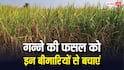 अलर्ट हो जाएं गन्ना किसान, जून में फसल को रहता है सबसे ज्यादा इन बीमारियों का खतरा