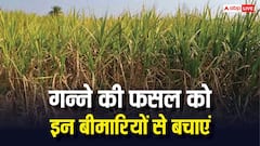 अलर्ट हो जाएं गन्ना किसान, जून में फसल को रहता है सबसे ज्यादा इन बीमारियों का खतरा
