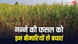 अलर्ट हो जाएं गन्ना किसान, जून में फसल को रहता है सबसे ज्यादा इन बीमारियों का खतरा