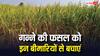 अलर्ट हो जाएं गन्ना किसान, जून में फसल को रहता है सबसे ज्यादा इन बीमारियों का खतरा