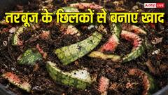 कचरा समझकर न फेंकें तरबूज के छिलके, घर पर बनाएं एकदम मुफ्त की ऑर्गेनिक खाद, हर पौधा हो जाएगा हरा-भरा