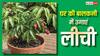 फार्म हाउस भूल जाइए, अब आपकी बालकनी में महकेगी लीची, एक्सपर्ट से जानें पौधा लगाने का सबसे बेस्ट तरीका