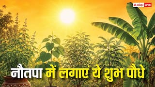 Nautapa: नौतपा में लगाएं ये लकी प्लांट, हाई तापमान होगा कूल और बदलेगी किस्मत