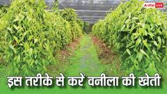 केसर के बाद ये है दुनिया का दूसरा सबसे महंगा मसाला, जानें कैसे करें वनीला की खेती?