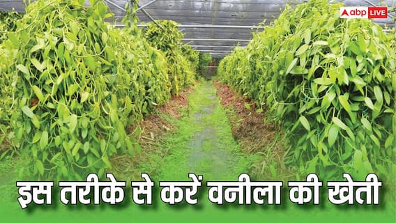 केसर के बाद ये है दुनिया का दूसरा सबसे महंगा मसाला, जानें कैसे करें वनीला की खेती? केसर के बाद ये है दुनिया का दूसरा सबसे महंगा मसाला, जानें कैसे करें वनीला की खेती?