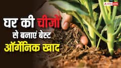 खेतों में केमिकल डालना बंद करें, घर पर बनाएं ऑर्गेनिक खाद, कम खर्च में फसल देगी छप्परफाड़ मुनाफा