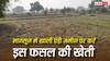 बारिश के सीजन में खाली पड़ी जमीन पर करें इस फसल की खेती, कुछ ही दिन में होगी तगड़ी कमाई