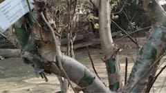 बेकार पड़ी बंजर जमीन भी बना देगी अमीर,  बाजार में 1000 रुपये किलो बिकता है इसका गोंद