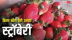 बिना खेत के ऐसे उगा सकते हैं स्ट्रॉबेरी की फसल, हर सीजन में रहती है डिमांड